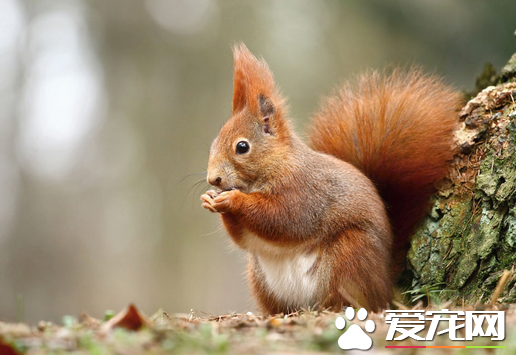 松鼠用尾巴做什么 松鼠的尾巴具有5大作用_36