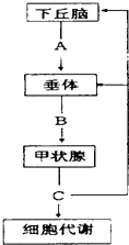 通过激素的调节教学视频