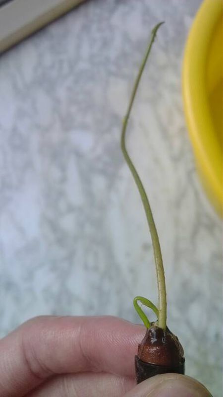 我得碗莲叶茎发黄,怎么回事啊?_360问答