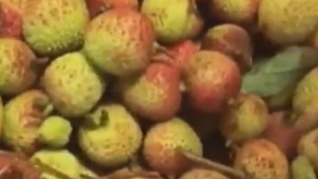 《1810我看行》20170611荔枝喷水有玄机