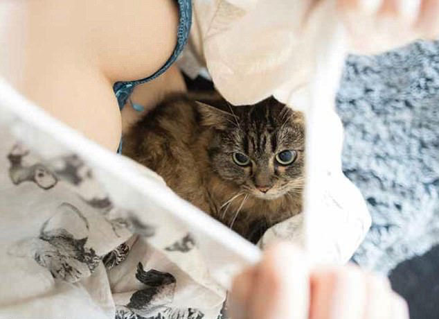 咪咪与咪咪的故事 猫与美胸合照 抚慰人心 有益健康(组图) - 3