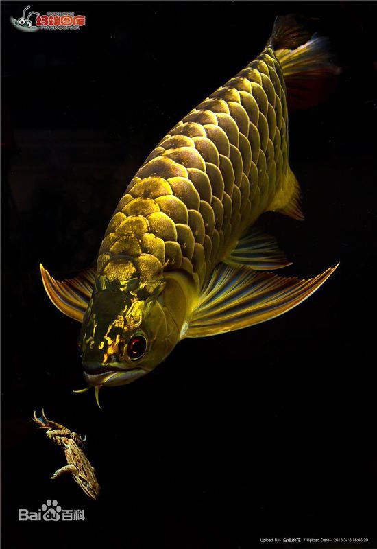 野生的龙鱼生长在哪里_360问答