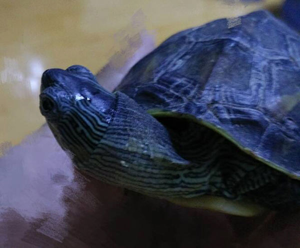 我家的龟龟好像是花龟吧 9cm 养了刚一年 三月