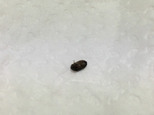 求解这是什么虫子?黑色硬壳。咬不咬人?_360