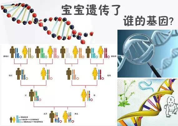 夫妻谁的基因决定了孩子智商和相貌? - 一统江山 - 一统江山的博客 夫妻谁的基因决定了孩子智商和相貌? - 一统江山 - 一统江山的博客