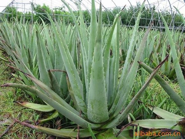 芦荟是能美容的吗,金边墨兰吗?_360问答