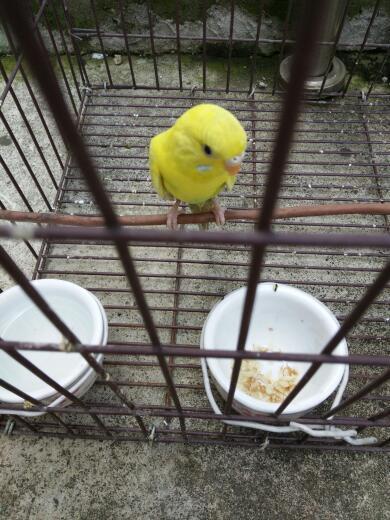 请帮我看看我这只黄皮鹦鹉是公是母!年龄多大