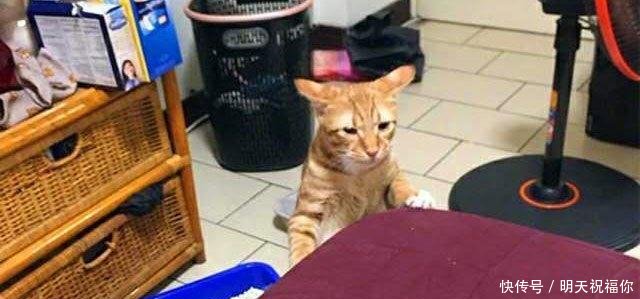 歪头猫咪表情包 t014eb7a86665c4a463.jpg