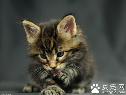 宠物猫的品种及价格 家里适合养什么猫_360问