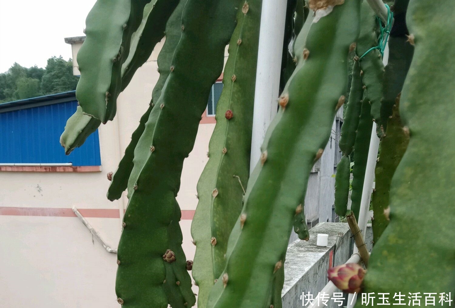 火龙果籽什么时候种植
