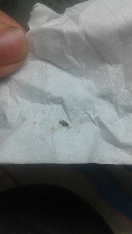 蚊帐和视频上有这种虫,是虫啊?咬人,卧室久大全草图片