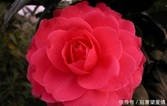 最“浪漫”的茶花,花色亮眼,花型比脸还大,开花后比玫瑰还美 凯发彩票登录
