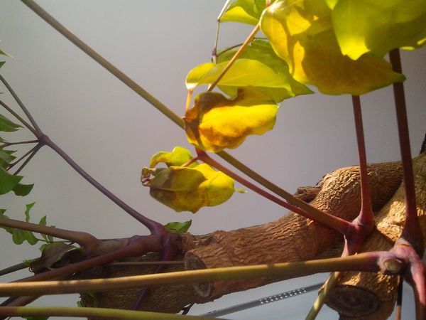 新移植的幸福树叶子变蔫,并且枯黄是怎么回事