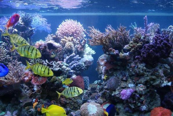 渾源縣魚樂圈生態(tài)水族館（渾源縣魚樂圈生態(tài)水族館電話）