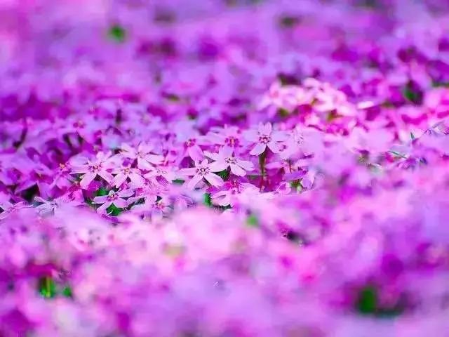 没有樱花没有雪 夏天的北海道依旧挤破头