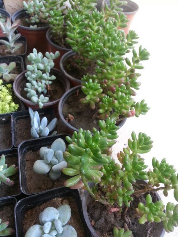 多肉植物虹之玉,想成这样需要修剪么?怎么养能