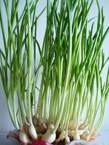 青蒜是什么_360问答