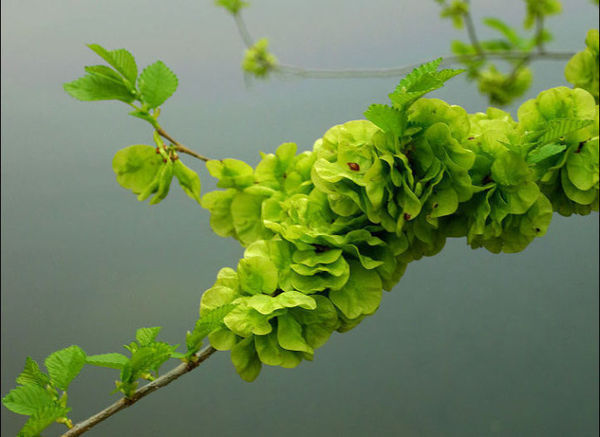 请大家帮我看看这是什么树?树高3m左右,也有