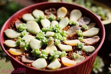 多肉红牡丹怎么繁殖_360问答