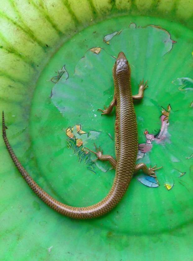 动物爱田野吗_360问答