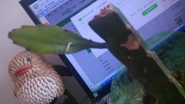 我的火龙果苗发芽了,但是芽中间又出来一个芽