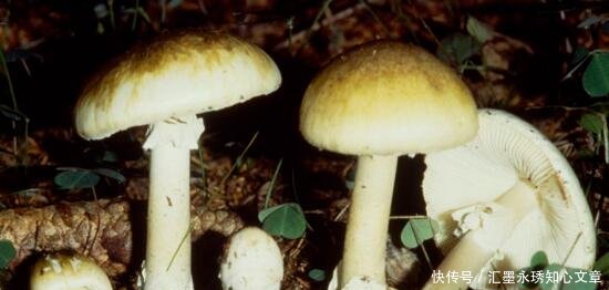 荒野最毒死亡真菌,误食分分钟毙命,无人生还,看