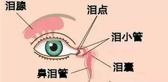 四点,是罢Ｇ榭鱿,泪液由泪腺分泌后,要通过上下泪小点→泪小管
