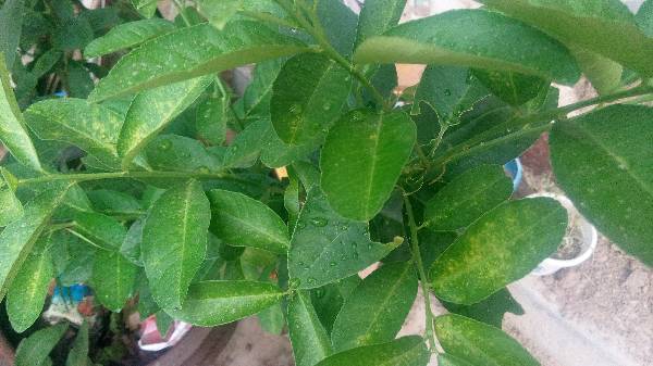 我心爱的柠檬树得了什么病_360问答