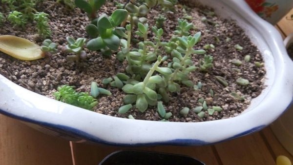 我的多肉病了,叶子一碰就掉,是黑腐吗?怎么治