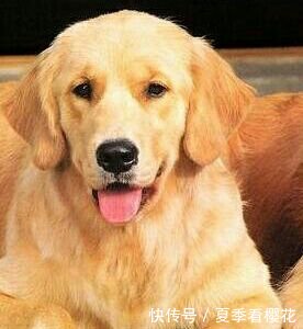 狗类智商排名_狗智商排名(2)