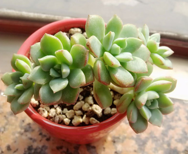 多肉植物蜜糖怎么养_360问答