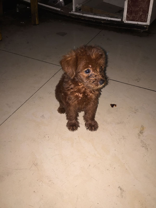 为什么我家三个月大的泰迪狗狗毛一点卷都没有