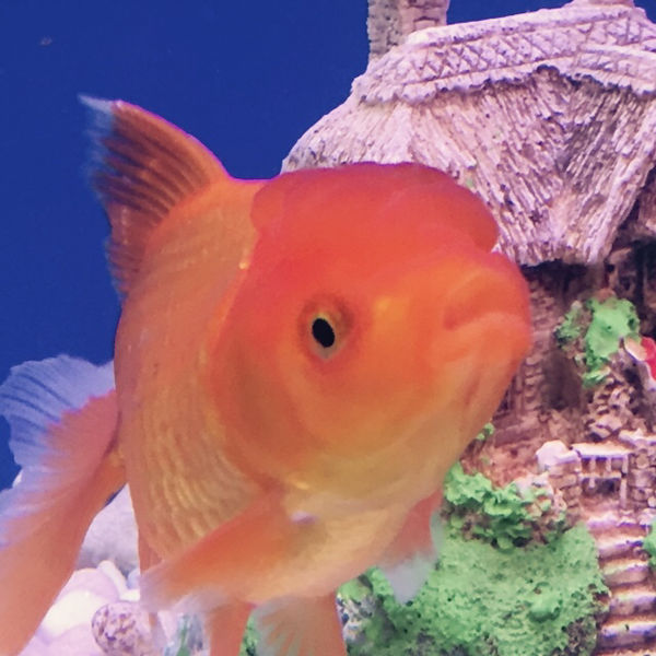 为什么有增氧的鱼缸 鱼还陆续死亡 :鱼缸买了一