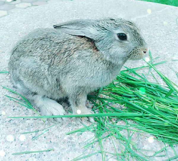 你好,我刚买了一只小兔子!由于第一次养兔子没