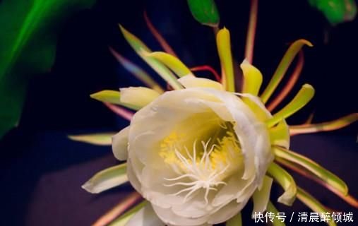 目前世界上最贵的花 t01539f682a644bd3bc.jpg