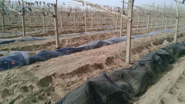 冬天快到了葡萄秧子什么时候埋起来_360问答