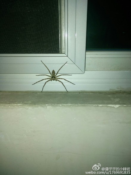 又看到一个大蜘蛛,有毒吗,!谢谢!(最近家里已经