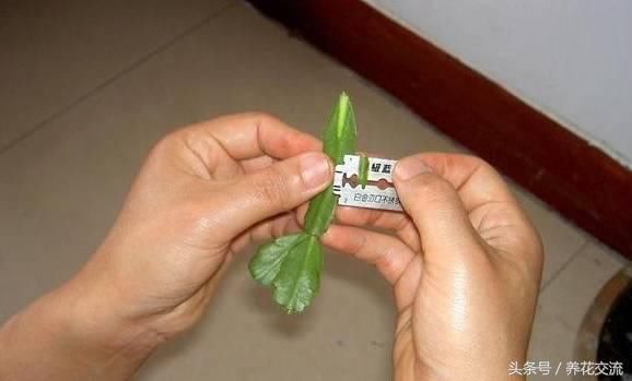 一个仙人球如何同时嫁接蟹爪兰、令箭荷花、仙