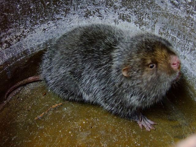 大竹鼠