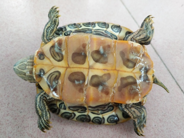 我的巴西龟一动不动,四肢有点僵硬感觉。不睁