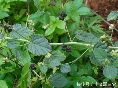 止泻中草药大全 t0155927b30ca46cb07.jpg?size=400x300