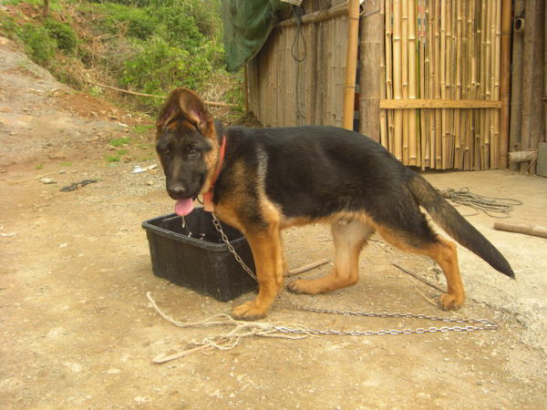 德国牧羊犬 小犬 幼犬 怎么看好坏?_360问答