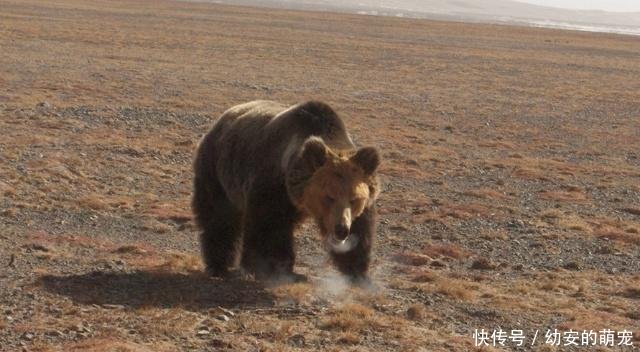 乌鸦落入水中命悬一线,棕熊赶忙伸手搭救,结局