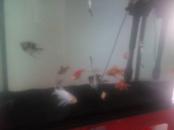 现在鱼缸里的鱼情况就是这样,我想买小丑鱼和