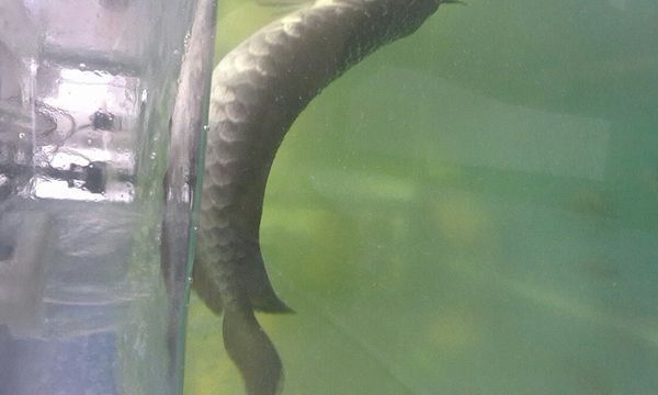 今天不知道怎么回事,突然有一条金龙鱼阵亡了