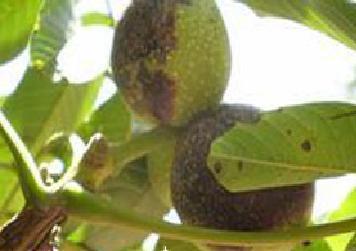 核桃黑皮是什么病用什么方法防治_360问答