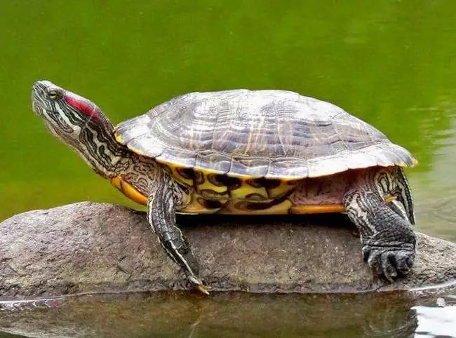 世界上十大最凶的乌龟,第一名的棱皮海龟一不