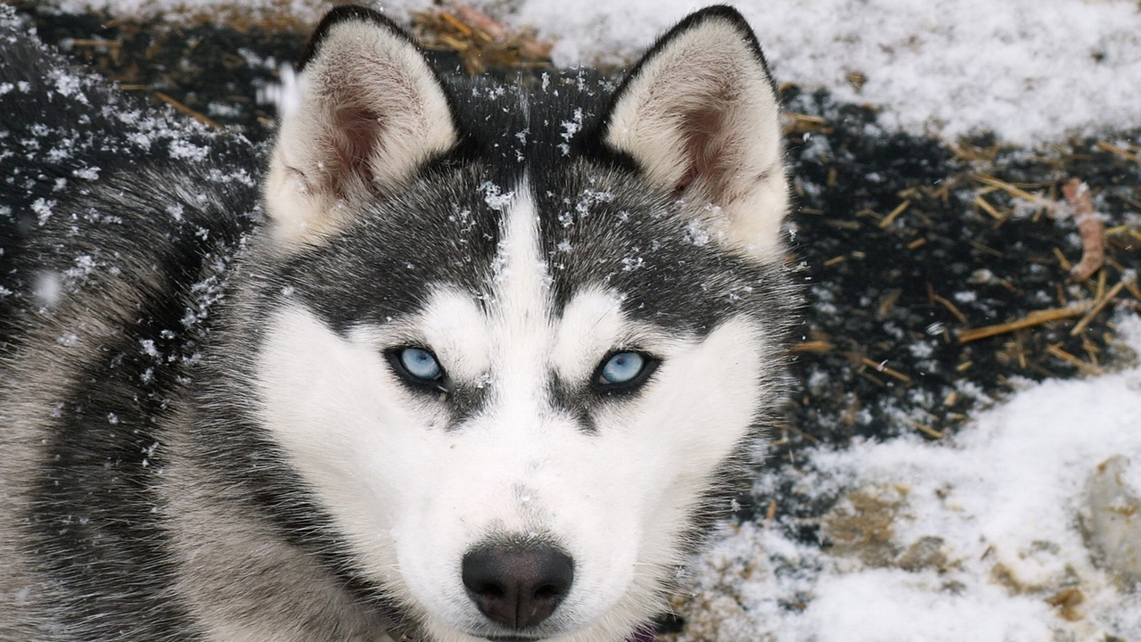 阿拉斯加雪橇犬多少钱一只