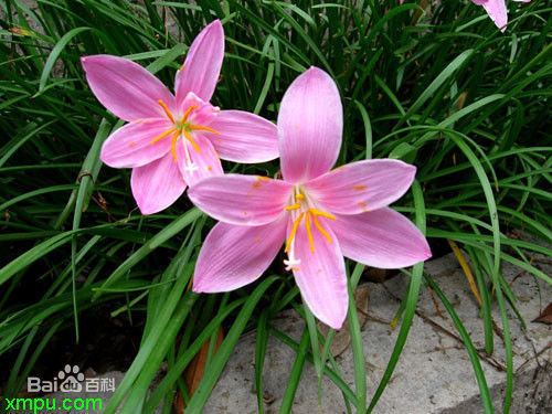 根部跟姜很相的植物叶子像韭菜的植物图片_3