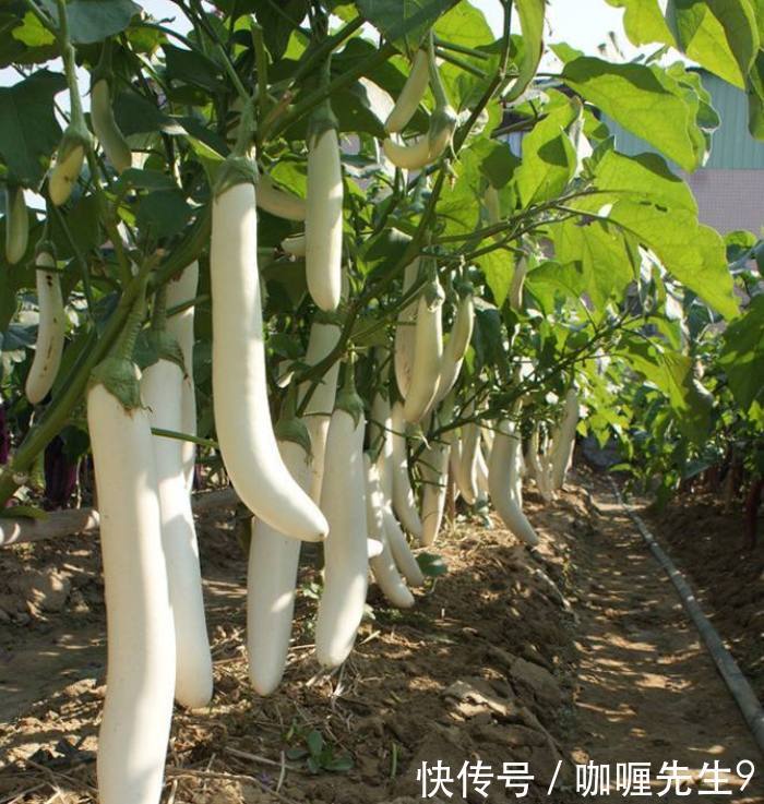 农民树上种植的“萝卜”一斤10元，亩产5000斤，年赚几十万！